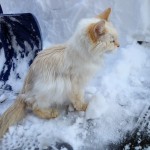 Pictures of Lily